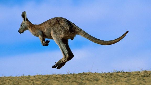 Bergkänguruh Wallaroo