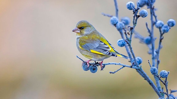 Grünfink Weibchen auf frostiger Schlehe ruhend im Biosphärenreservat Mittelelbe.