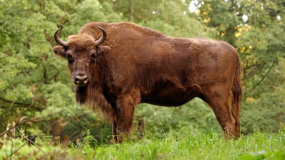 Wisent