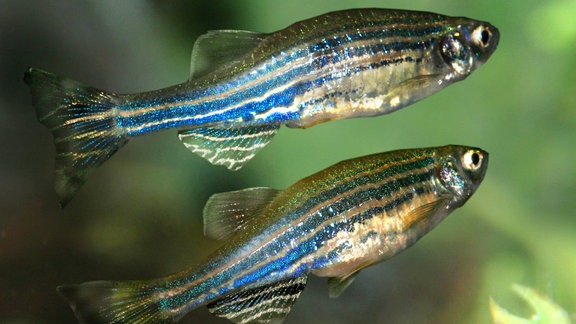 Zebrafische im Wasser: Kleine Fische mit markanten schwarz-weißen Längsstreifen vor Hintergrund mit (teils unscharfen) grünen Wasserpflanzen.