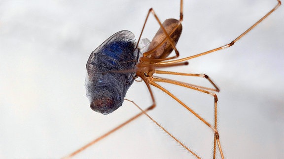 Zitterspinne, (Pholcus phalangioides), mit erbeuteter und eingesponnener Schmeissfliege.