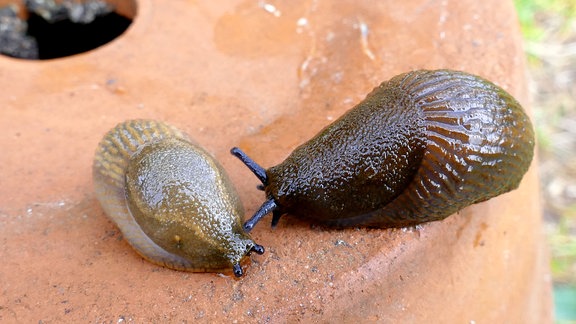 Zwei kleine Nacktschnecken